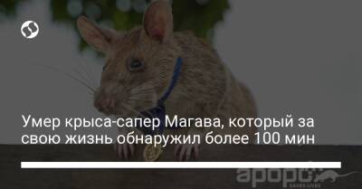 Умер крыса-сапер Магава, который за свою жизнь обнаружил более 100 мин