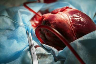 В США впервые пересадили человеку сердце свиньи