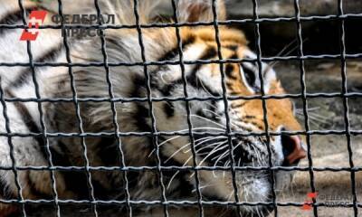 В Приморье спасают истощенного тигренка с сильным обморожением