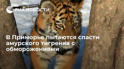 В Приморском крае пытаются спасти травмированного амурского тигренка с обморожениями