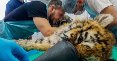 Травмированного амурского тигра спасли в Приморье