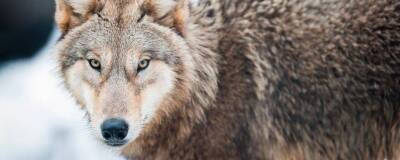 Информация о массовых нападениях волков в Ленобласти не подтвердилась