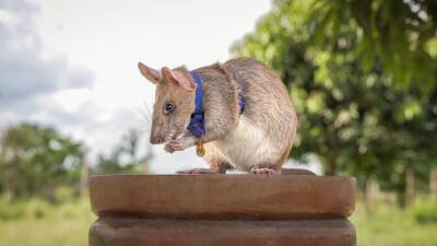 В Камбодже умерла знаменитая сумчатая крыса-сапер
