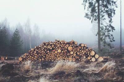 Лесозаготовители не успели адаптироваться к запрету на экспорт древесины