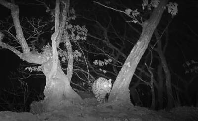 Фотоловушки впервые запечатлели дальневосточного леопарда за Транссибом