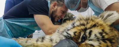 В Приморье спасли раненого и истощённого тигрёнка