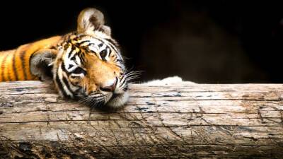 В Приморье врачи спасают амурского тигренка с обморожениями