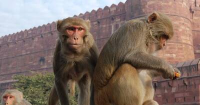 В Индии обезьяны похитили и утопили двухмесячного младенца в колодце (видео)