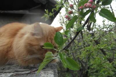 В ЛНР кошка трое суток ждала спасателей на дереве