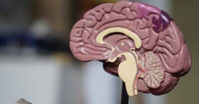 Правое или левое. Нейробиологи развеяли миф о доминирующих полушариях мозга - focus.ua - Украина - Юта