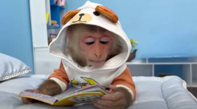 "Это просто чудо": сообразительная обезьянка поразила YouTube