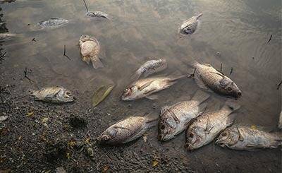 Загадочная гибель рыб на Рюгене