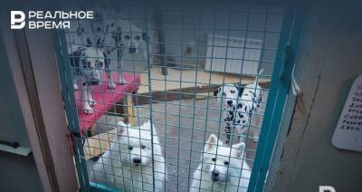 В Казани отловили 4,3 тысячи бездомных собак в 2021 году