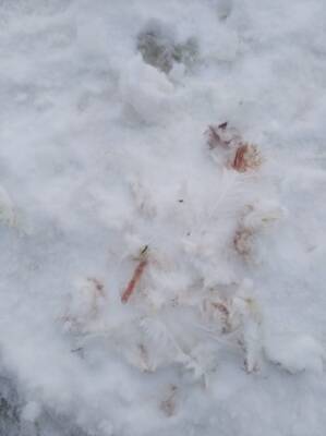 Лебеди, оставшиеся зимовать в Вологодской области, не дожили до весны