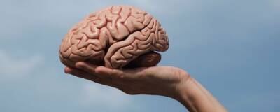 Ученый-геронтолог Ермолов объяснил, как остановить увядание человеческого мозга