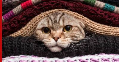 Гипотермия у кошек: чем опасно переохлаждение и как помочь питомцу