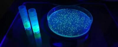 Создан светящийся биосенсор для наблюдений за воспалениями в тканях организма