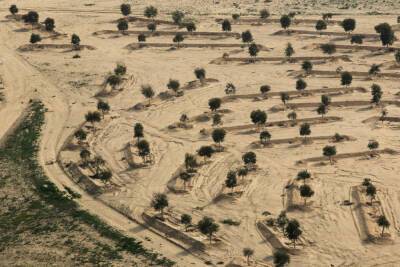 Достигнут компромисс с бедуинами: посадки деревьев прекратятся, начнутся переговоры