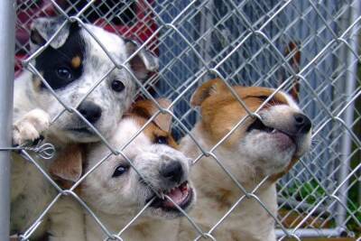 Приют в Апатитах грозится после выселения привести всех собак к зданию администрации