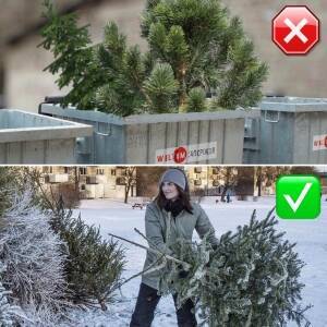 Запорожцев просят не забивать деревьями мусорные баки: куда выбросить елку