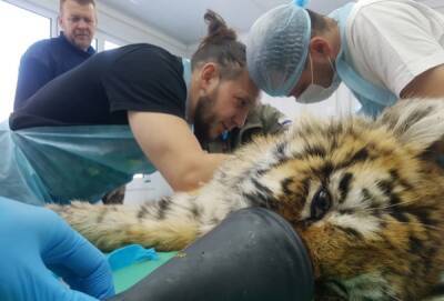 В Приморье врачи спасли обмороженного тигрёнка