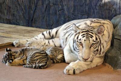 Бенгальские тигрята родились в нижегородском зоопарке