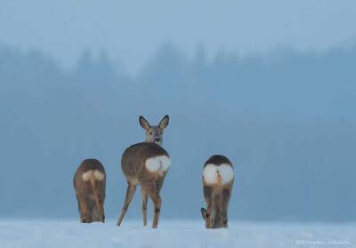 Фотограф снимал зимний лес, а поймал в кадр "фантастическое" животное