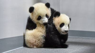 Знаменитых японских панд-близнецов впервые показали публике