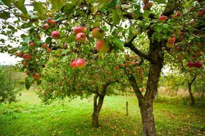 В Азербайджане началось льготное страхование фруктовых садов