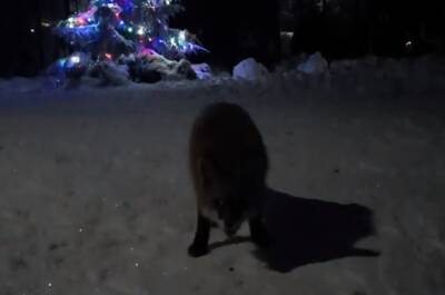 Видео: бесстрашный лис выпрашивает еду на камеру под Петербургом