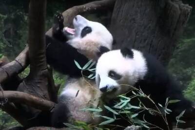 В Токио впервые показали близнецов – детенышей панды