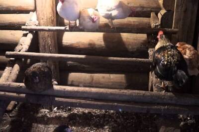 Из-за электрообогревателя в Каргополе погибли два десятка куриц