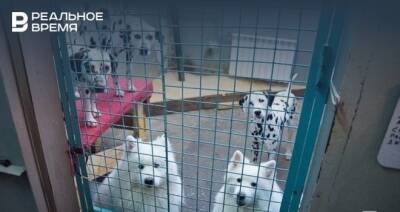 Казанцы за год приютили 406 собак из «Зооцентра»