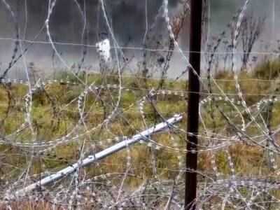 Погранслужба Польши: Белорусы резали колючую проволоку, чтобы дать мигрантам перейти границу (видео)