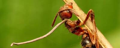 Учёный Москвин рассказал о том, как грибы-паразиты «зомбируют» муравьёв