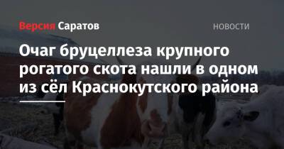 Очаг бруцеллеза крупного рогатого скота нашли в одном из сёл Краснокутского района