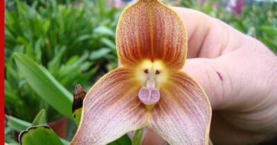 Необычная Дракула: как вырастить орхидею с цветами, похожими на мордочки обезьян
