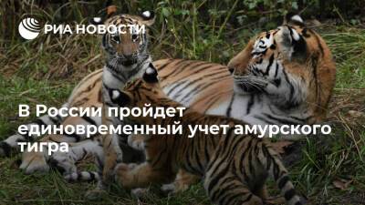Руководитель АНО "Центр "Амурский тигр" Арамилев: учет тигров пройдет с 5 февраля