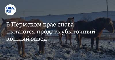 В Пермском крае снова пытаются продать убыточный конный завод