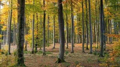 В Воронежской области восстановят 1665 гектаров леса