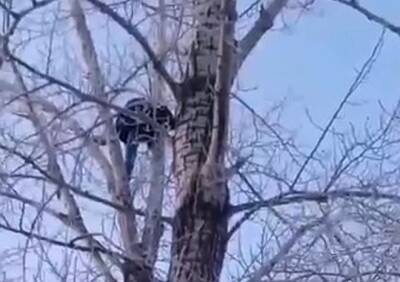 В Омске мужчина изнасиловал девочку и пытался спрятаться от полиции на дереве