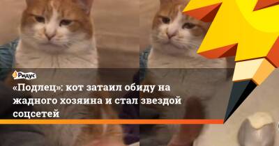 «Подлец»: кот затаил обиду на жадного хозяина и стал звездой соцсетей