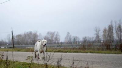 В Пензенской области чиновники ответили за стаи бродячих собак