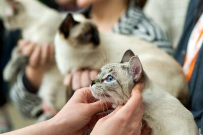 После жалобы посетителей выставку кошек в ТЦ «Плазма» в Мурманске проверили ветеринары