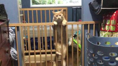 Забавный побег котика впечатлил многих юзеров YouTube (Видео)