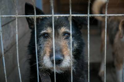В Ленобласти полиция ищет мужчину, укравшего ₽1,5 млн и 46 собак