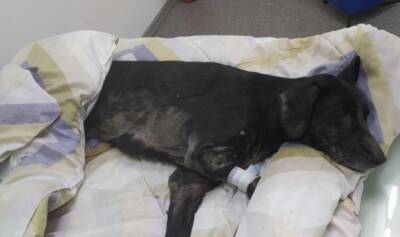 Волонтеры Сыктывкара рассказали о критическом состоянии выжившей в заточении собаки