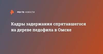 Кадры задержания спрятавшегося на дереве педофила в Омске