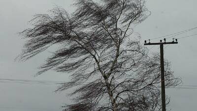 Ветер до 20 м/с. В Смоленской области объявлено штормовое предупреждение