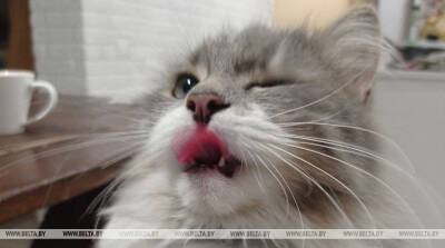 "Накорми!": "говорящий" кот требует еду у хозяйки (Видео)